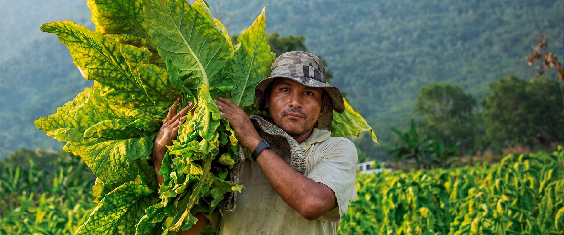 Campesino cosechando hojas de tabaco en el campo mexicano